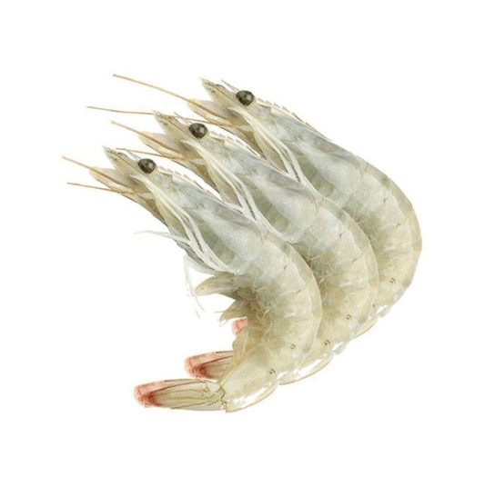 SHRIMP ECUADOR HEAD ON