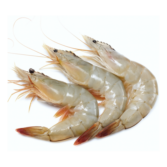 SHRIMP ECUADOR HOSO