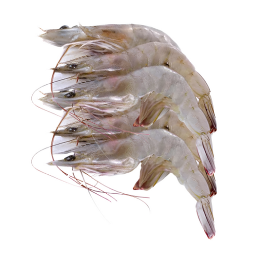 SHRIMP ECUADOR HOSO 50-60