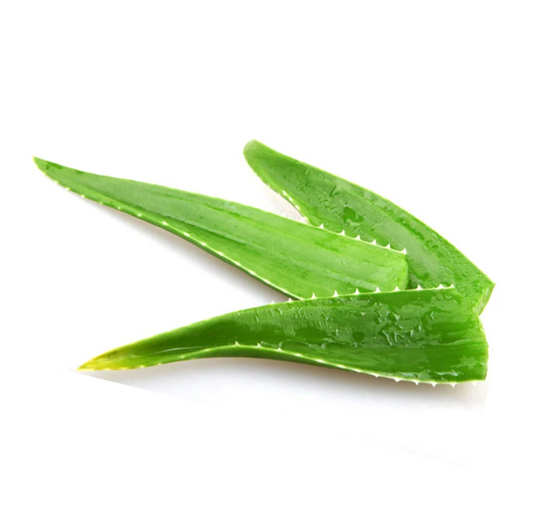 ALOE VERA LEAVES