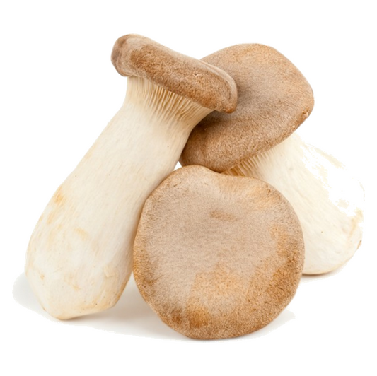KING OYSTER MUSHROOM