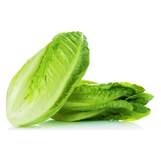 LETTUCE ROMAIN