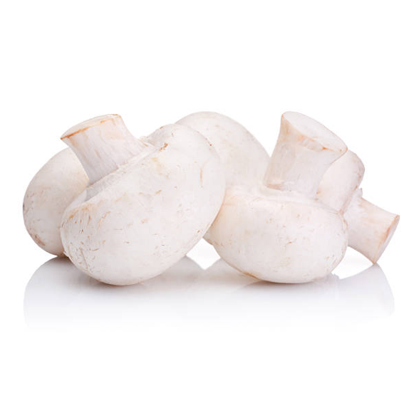 MUSHROOM WHITE USA