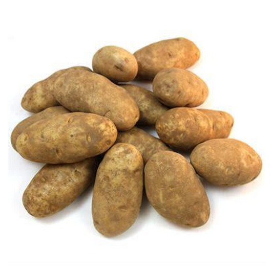 POTATO RUSSET