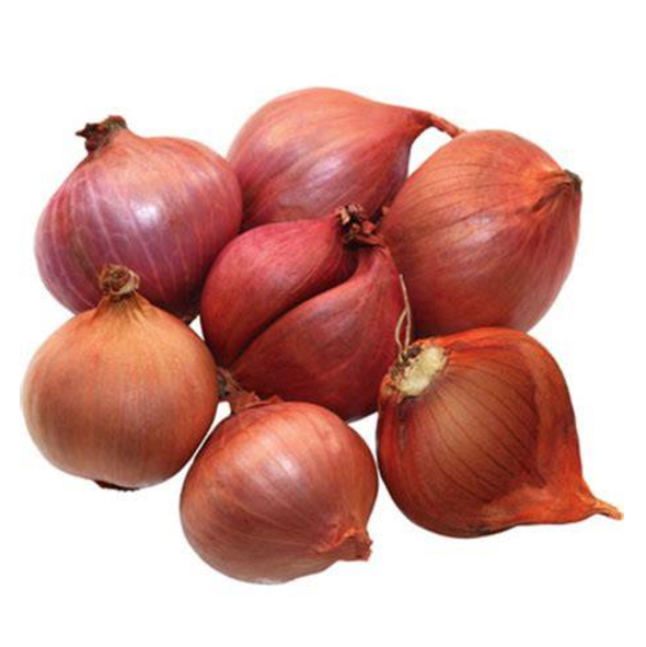 SHALLOT