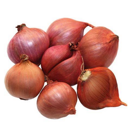 SHALLOT