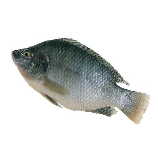 TILAPIA WHOLE CHINA 350G/550G/750G
