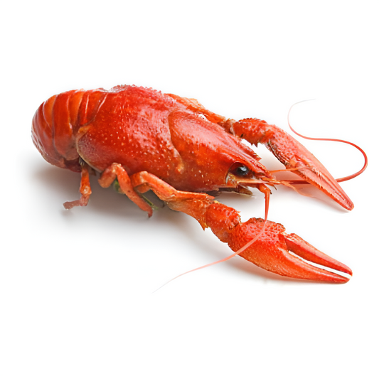 CRAWFISH CHINA 10-15