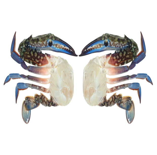 CRAB CUT (3-7)