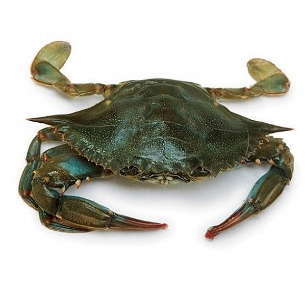 SOFT SHELL CRAB JUMBO
