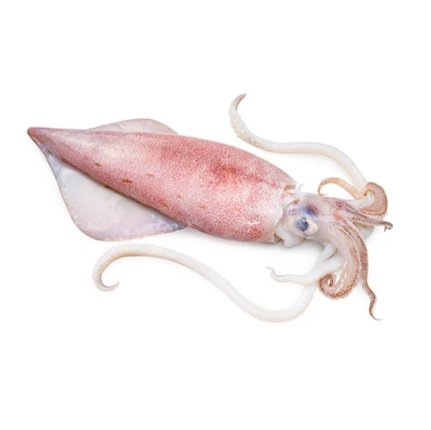 SQUID JUMBO