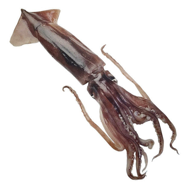 SQUID ARGENTINA 600UP