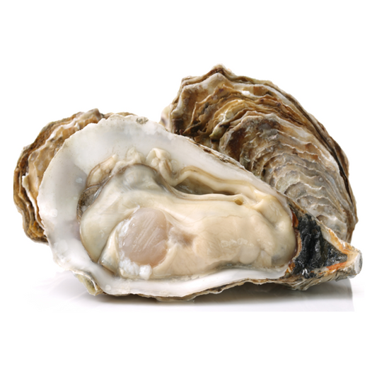 OYSTER