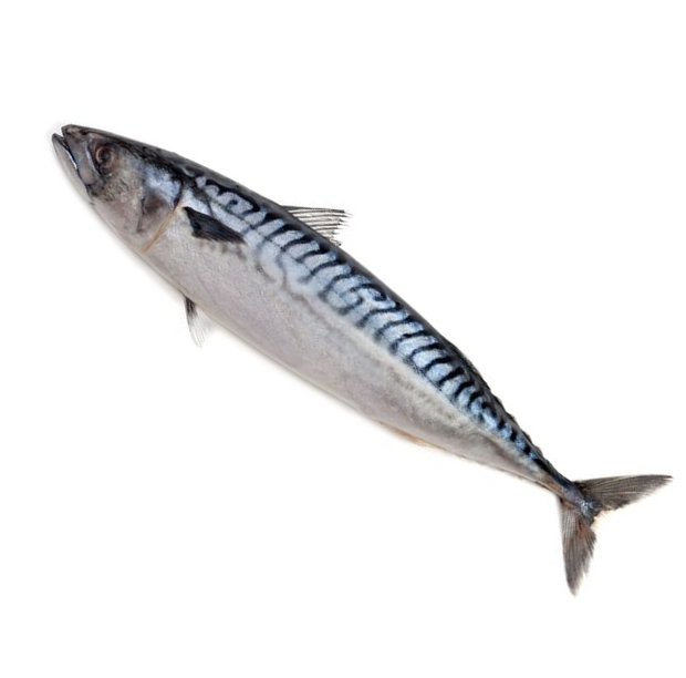 NORWAY MACKEREL FISH