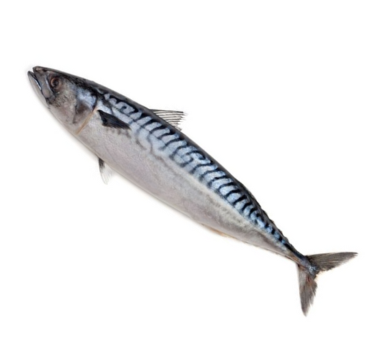 NORWAY MACKEREL FISH