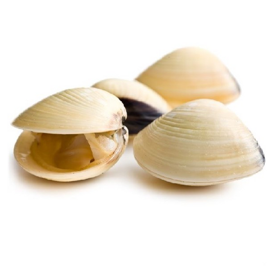 WHITE CLAM