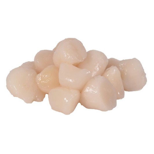 SCALLOP 60/80
