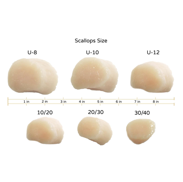 SCALLOP 10/20 IQF
