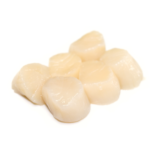 SCALLOP 10/20 IQF