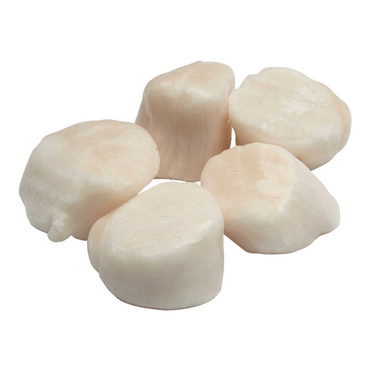 SCALLOP U10 IQF